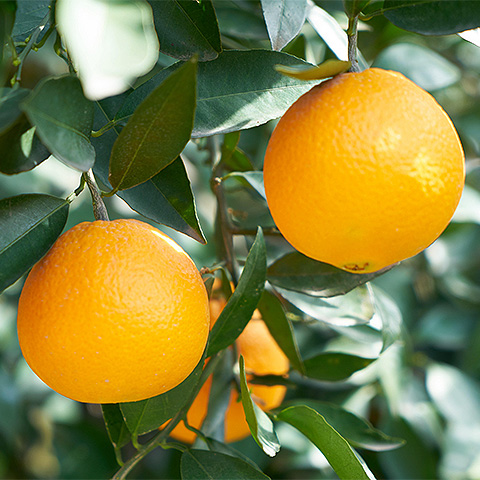 九游电竞平台热带水果四