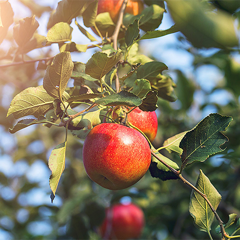 九游电竞平台热带水果五