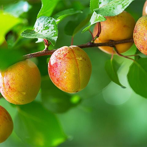 九游电竞平台热带水果七